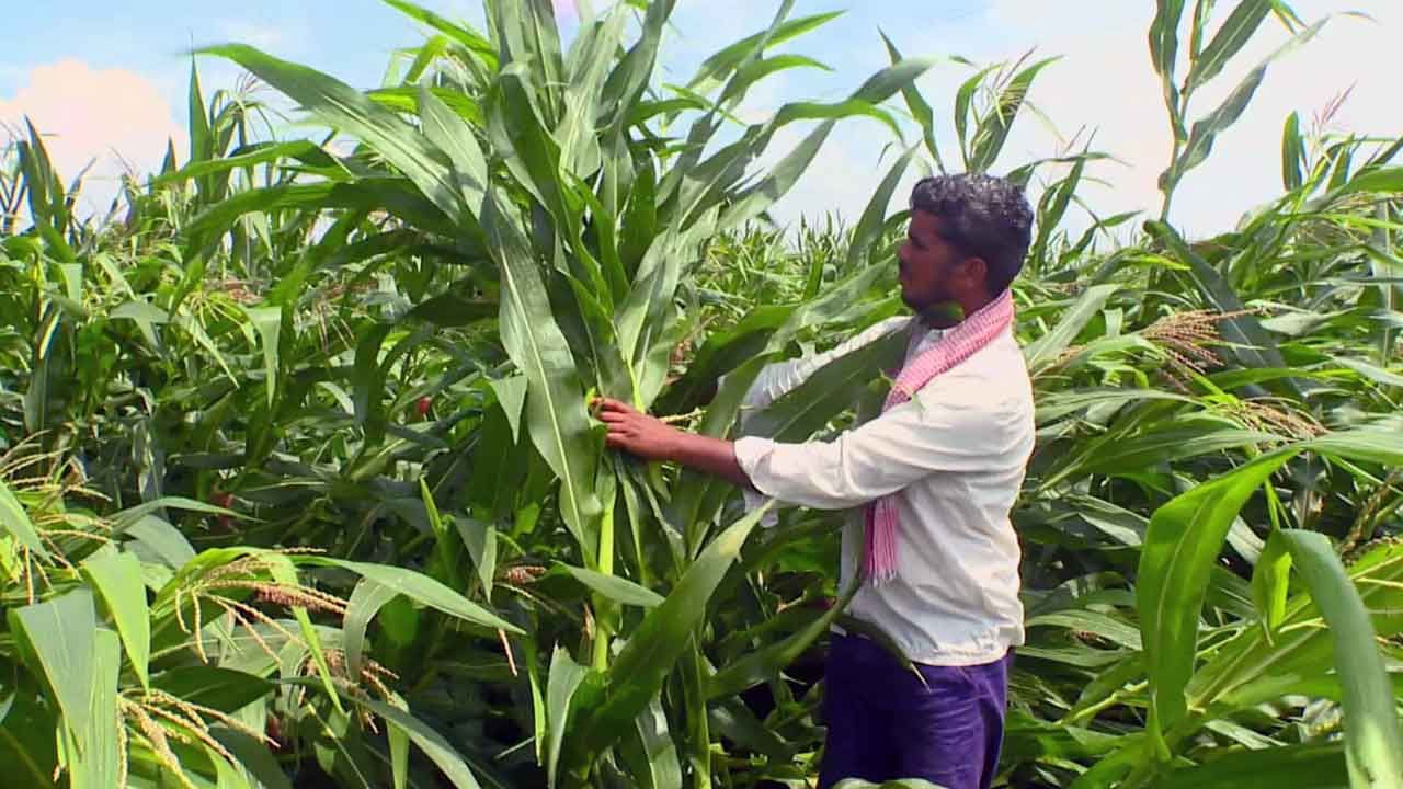 ಕೈಗೆ ಬಂದ ತುತ್ತು ಬಾಯಿಗೆ ಬರಲಿಲ್ಲ; ಧಾರವಾಡ ರೈತರಿಗೆ ಈ ಬಾರಿಯೂ ನಿರಾಸೆ