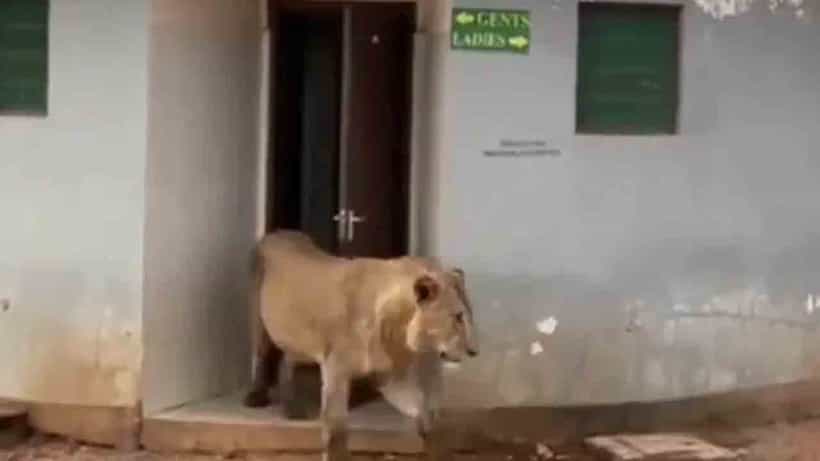 Viral Video: ಸಾರ್ವಜನಿಕ ಶೌಚಾಲಯದಿಂದ ಹೊರಬರುತ್ತಿರುವ ದೈತ್ಯ ಸಿಂಹವನ್ನು ನೋಡಿ ಬೆಚ್ಚಿಬಿದ್ದ ನೆಟ್ಟಿಗರು; ವಿಡಿಯೋ ವೈರಲ್