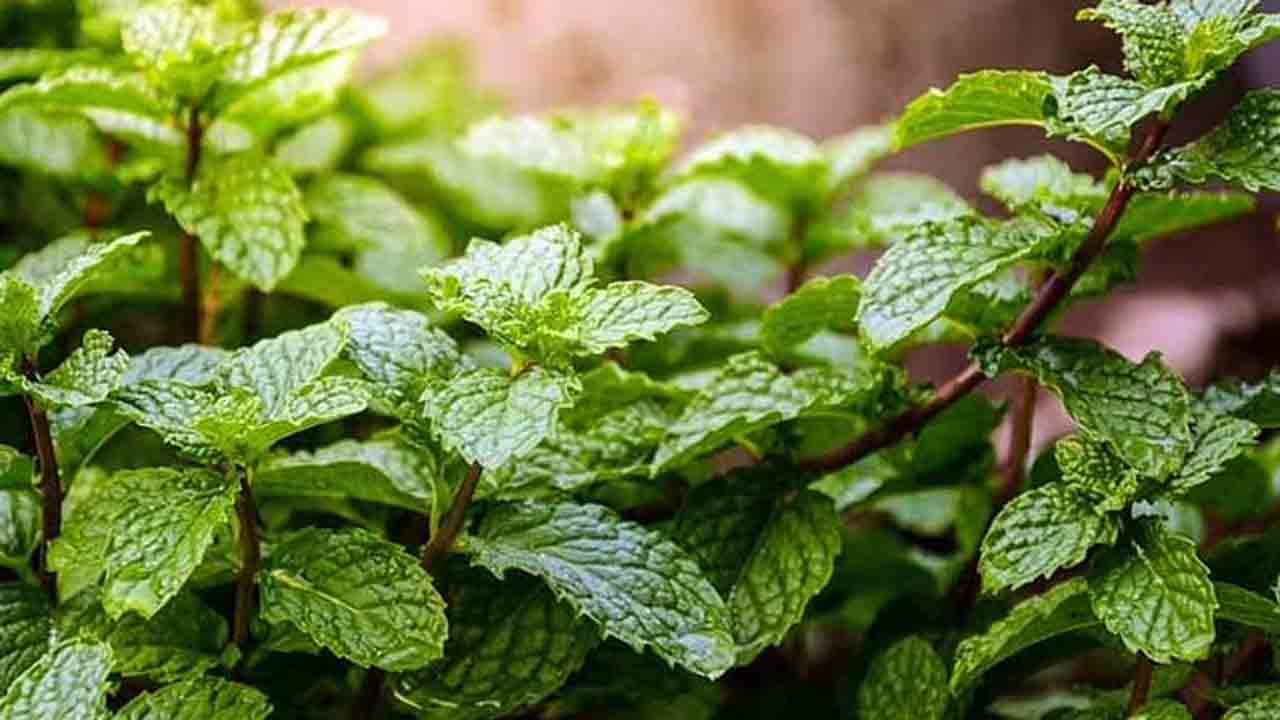 Mint Benefits: ಮನಸ್ಥಿತಿ ಸುಧಾರಣೆ ಜತೆಗೆ ಆರೋಗ್ಯ ಪ್ರಯೋಜನಗಳನ್ನು ನೀಡುವ ಪುದೀನಾ ಸೇವನೆಯ ಬಗ್ಗೆ ತಿಳಿಯಿರಿ