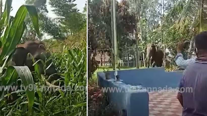 ಮೈಸೂರು: ಗ್ರಾಮಕ್ಕೆ ನುಗ್ಗಿ ಒಂಟಿ ಸಲಗ ದಾಂಧಲೆ; ಆಸ್ತಿಪಾಸ್ತಿ ಹಾನಿ