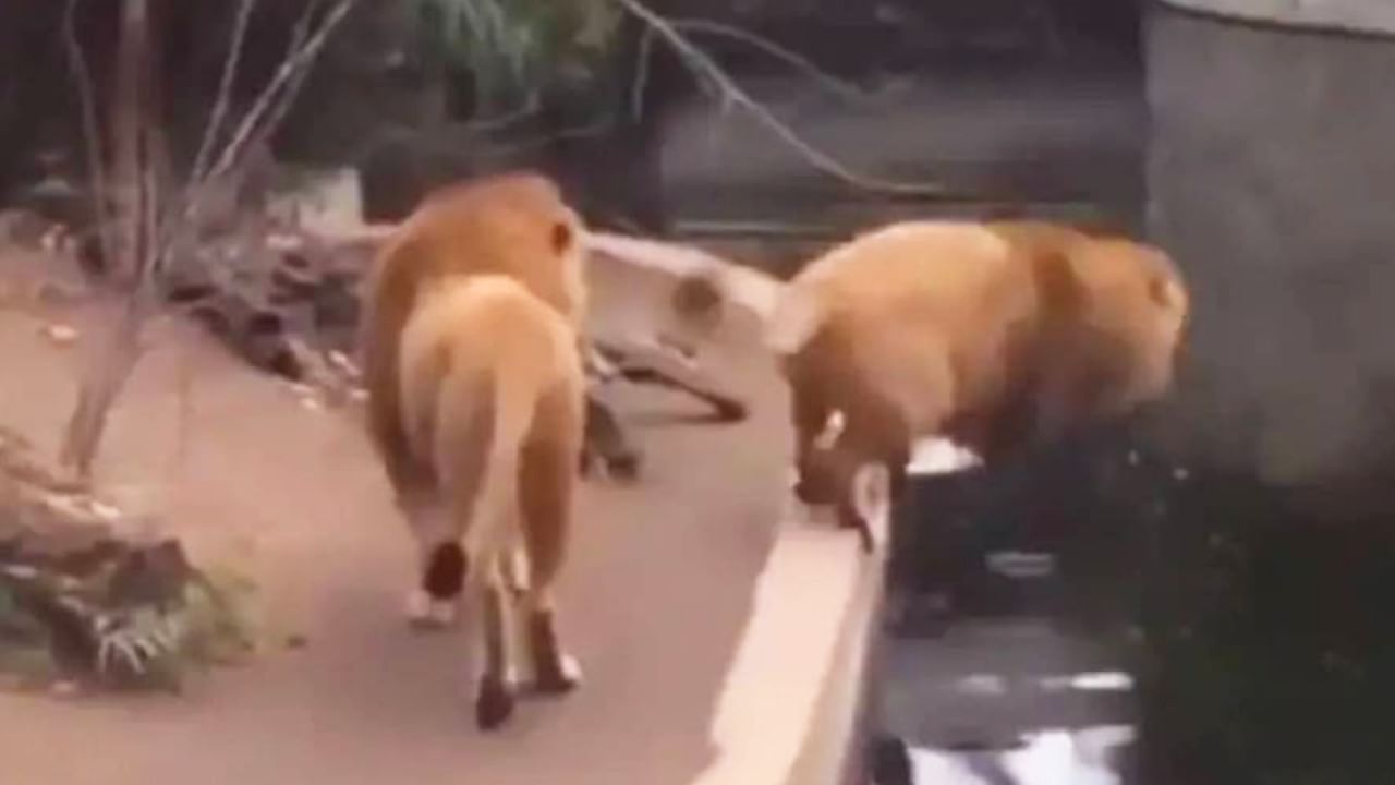 Viral Video: ಕೊಳದ ದಡದಲ್ಲಿ ಅಡ್ಡಾಡುತ್ತಿದ್ದಾಗ ಆಯತಪ್ಪಿ ನೀರಿಗೆ ಬಿದ್ದ ಸಿಂಹ; ಆಮೇಲೇನಾಯ್ತು? ವಿಡಿಯೊ ನೋಡಿ Viral Video: ಕೊಳದ ದಡದಲ್ಲಿ ಅಡ್ಡಾಡುತ್ತಿದ್ದಾಗ ಆಯತಪ್ಪಿ ನೀರಿಗೆ ಬಿದ್ದ ಸಿಂಹ; ಆಮೇಲೇನಾಯ್ತು? ವಿಡಿಯೊ ನೋಡಿ
