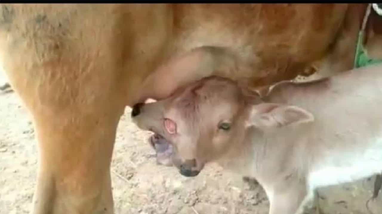 Viral Video: ನವರಾತ್ರಿ ದಿನವೇ 2 ತಲೆ, 3 ಕಣ್ಣುಗಳಿರುವ ಕರು ಜನನ; ದುರ್ಗೆಯ ಅವತಾರವೆಂದು ಪೂಜಿಸಿದ ಜನರು! Viral Video: ನವರಾತ್ರಿ ದಿನವೇ 2 ತಲೆ, 3 ಕಣ್ಣುಗಳಿರುವ ಕರು ಜನನ; ದುರ್ಗೆಯ ಅವತಾರವೆಂದು ಪೂಜಿಸಿದ ಜನರು!