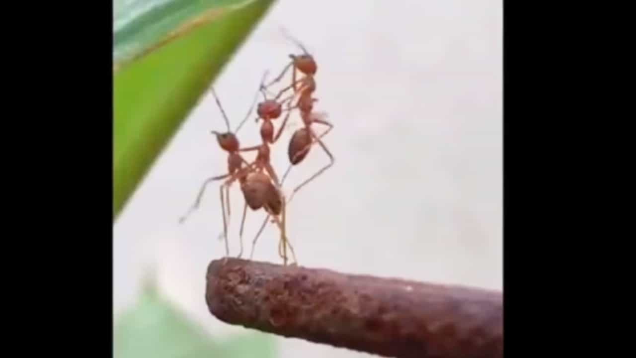 Viral Video: ಮೇಲೇರಲು ಸಹಾಯ ಮಾಡಿದ ಈ ಇರುವೆಗೆ ಕೊನೆಗೆ ಏನು ಉಳಿಯಿತು?; ಬದುಕಿನ ಪಾಠ ಹೇಳುವ ಈ ವಿಡಿಯೋ ನೋಡಿ Viral Video: ಮೇಲೇರಲು ಸಹಾಯ ಮಾಡಿದ ಈ ಇರುವೆಗೆ ಕೊನೆಗೆ ಏನು ಉಳಿಯಿತು?; ಬದುಕಿನ ಪಾಠ ಹೇಳುವ ಈ ವಿಡಿಯೋ ನೋಡಿ