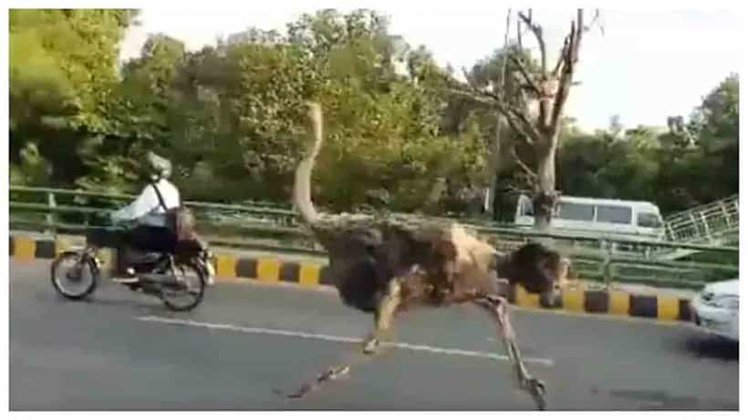Viral Video: ಲಾಹೋರ್ನ ಹೆದ್ದಾರಿಯಲ್ಲಿ ಓಡಾಡುತ್ತಿದ್ದ ಉಷ್ಟ್ರ ಪಕ್ಷಿ; ವಿಡಿಯೊ ವೈರಲ್