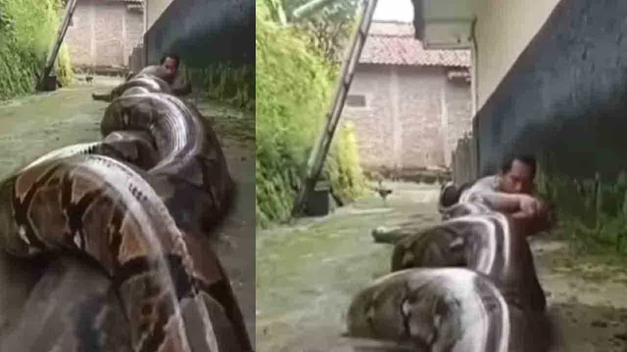 Viral Video: ಅಬ್ಬಬ್ಬಾ! ದೈತ್ಯ ಹೆಬ್ಬಾವಿನ ಎದುರು ಮಲಗಿರುವ ವ್ಯಕ್ತಿ ನೋಡಿ; ವಿಡಿಯೊ ವೈರಲ್ Viral Video: ಅಬ್ಬಬ್ಬಾ! ದೈತ್ಯ ಹೆಬ್ಬಾವಿನ ಎದುರು ಮಲಗಿರುವ ವ್ಯಕ್ತಿ ನೋಡಿ; ವಿಡಿಯೊ ವೈರಲ್