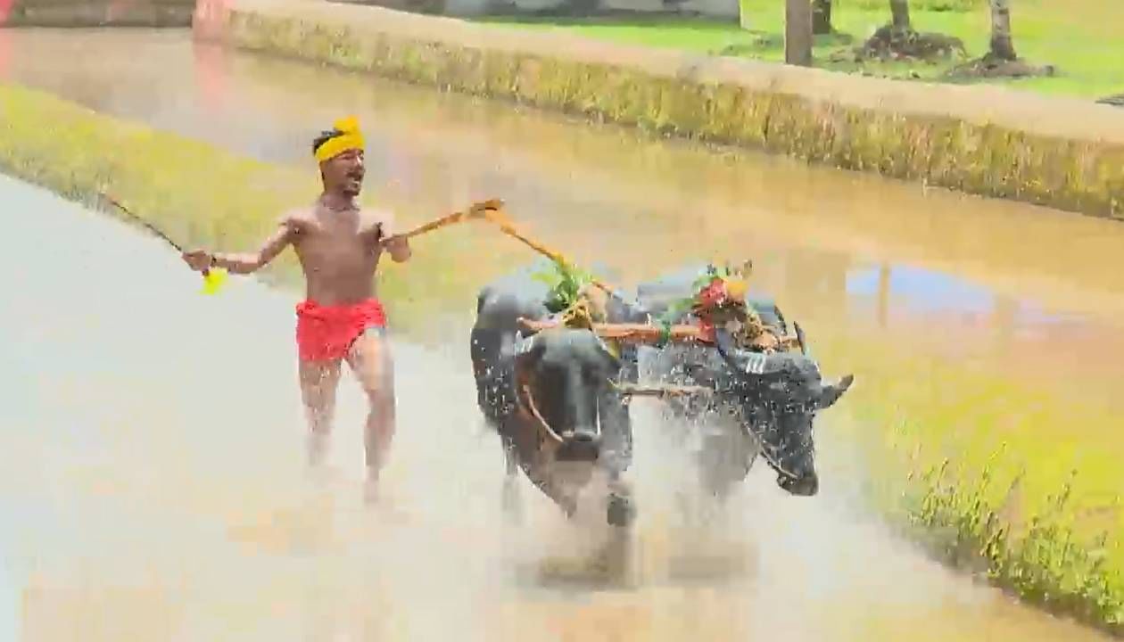 Kambala: ಕಂಬಳ ಕ್ರೀಡೆಗೆ ಮಹಿಳಾ ಸಾರಥಿಗಳು; ಐವರು ಯುವತಿಯರಿಗೆ ತರಬೇತಿ ನೀಡಲು ತಯಾರಿ