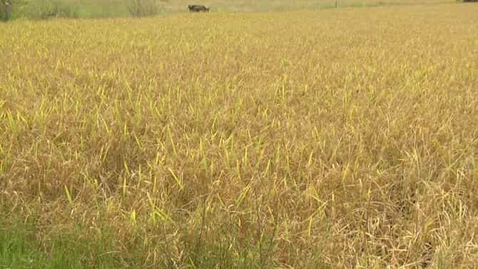 ಉಡುಪಿ: ಅಕಾಲಿಕ ಮಳೆಗೆ ಕಂಗಾಲಾದ ಭತ್ತ ಬೆಳೆಗಾರರು; ಹೆಚ್ಚುವರಿ ಕೃಷಿಗೆ ಹಾನಿ