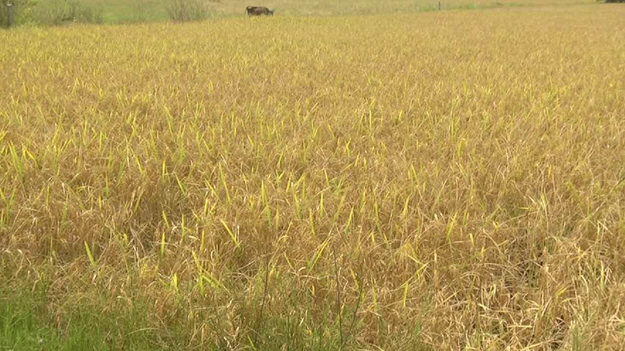 ಉಡುಪಿ: ಅಕಾಲಿಕ ಮಳೆಗೆ ಕಂಗಾಲಾದ ಭತ್ತ ಬೆಳೆಗಾರರು; ಹೆಚ್ಚುವರಿ ಕೃಷಿಗೆ ಹಾನಿ
