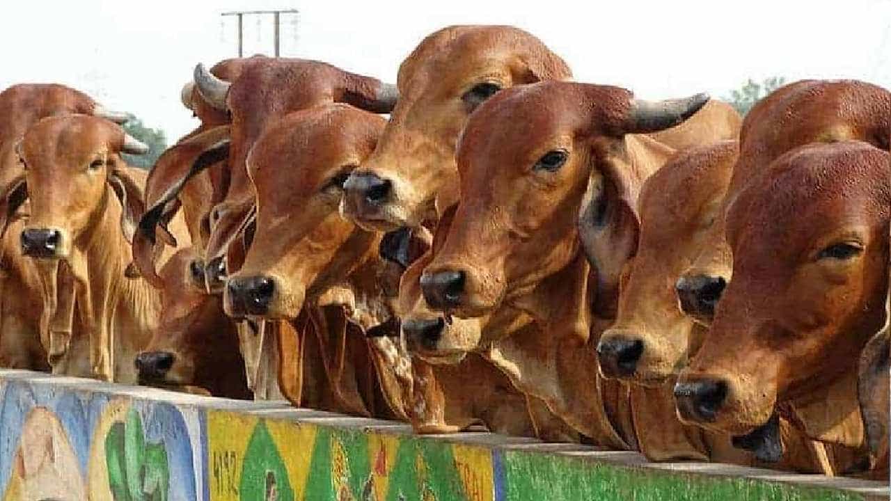 ಕೃಷಿ ಕುಟುಂಬಗಳಲ್ಲಿ ಪ್ರಾಣಿ ಸಾಕಣೆಯ ಲೆಕ್ಕಾಚಾರವನ್ನು ತೆರೆದಿಡುವ ಆಸಕ್ತಿಕರ ಅಂಕಿ-ಅಂಶಗಳು ಇಲ್ಲಿವೆ ಕೃಷಿ ಕುಟುಂಬಗಳಲ್ಲಿ ಪ್ರಾಣಿ ಸಾಕಣೆಯ ಲೆಕ್ಕಾಚಾರವನ್ನು ತೆರೆದಿಡುವ ಆಸಕ್ತಿಕರ ಅಂಕಿ-ಅಂಶಗಳು ಇಲ್ಲಿವೆ