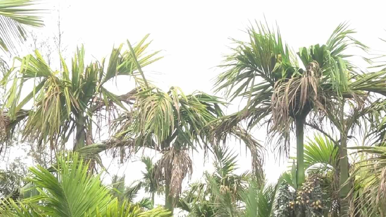 ಚಿಕ್ಕಮಗಳೂರು: ಜೀವನಕ್ಕೆ ಆಧಾರವಾಗಿದ್ದ ಬೆಳೆ ಕಣ್ಮರೆ; ಎಲೆಚುಕ್ಕೆ ರೋಗದಿಂದ ಕಂಗಾಲಾದ ಅಡಿಕೆ ಬೆಳೆಗಾರರು ಚಿಕ್ಕಮಗಳೂರು: ಜೀವನಕ್ಕೆ ಆಧಾರವಾಗಿದ್ದ ಬೆಳೆ ಕಣ್ಮರೆ; ಎಲೆಚುಕ್ಕೆ ರೋಗದಿಂದ ಕಂಗಾಲಾದ ಅಡಿಕೆ ಬೆಳೆಗಾರರು