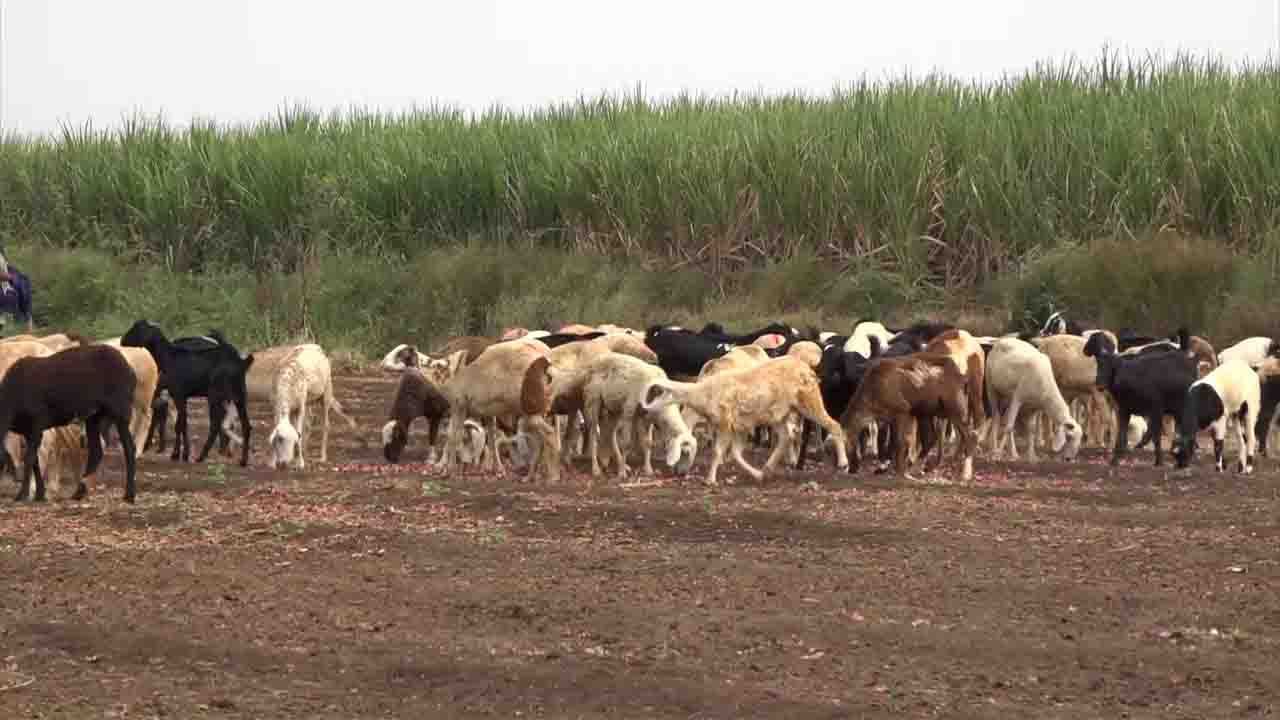 ba graduate inspirational story of farming 