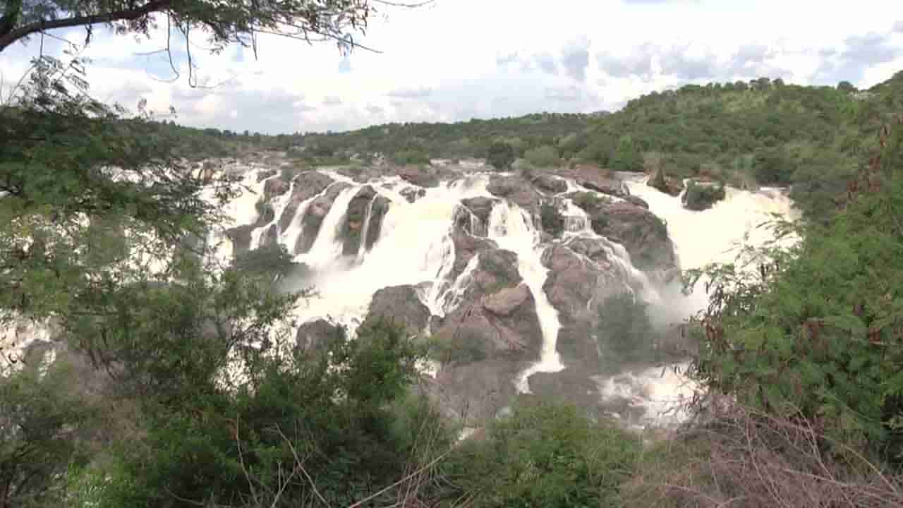 Benki Falls: ಶಿಂಷಾನದಿ ತುಂಬಿ ಹರಿದಾಗ ಸೃಷ್ಟಿಯಾಗುವ, ಕಾಡಿನ ಮರೆಯಲ್ಲಿ ಮೆರೆಯುತ್ತಿರುವ ಬೆಂಕಿಫಾಲ್ಸ್‌ ಗತವೈಭವ ಕಂಡಿರಾ?