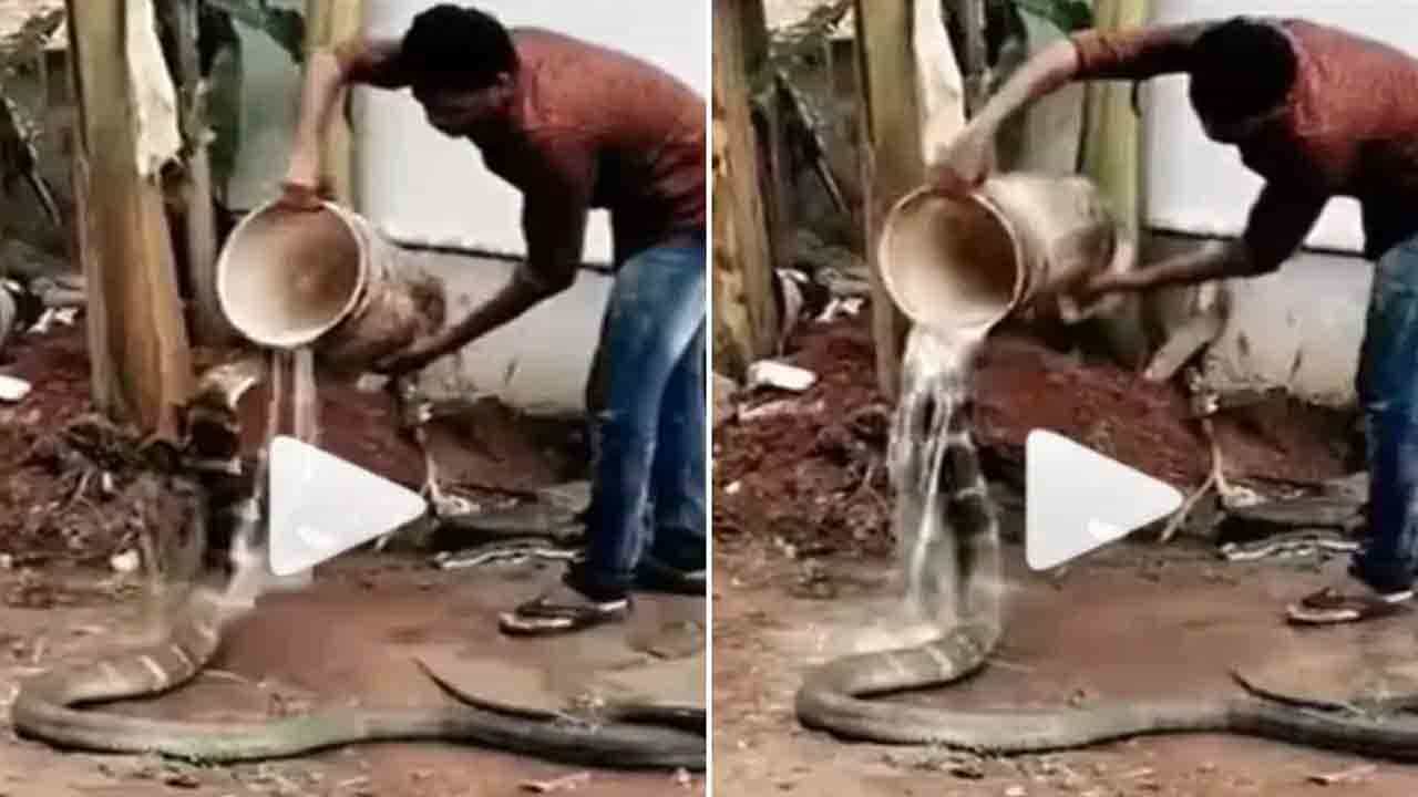 Shocking Video: ಬಕೆಟ್ನಲ್ಲಿ ನೀರು ಹಿಡಿದು ದೈತ್ಯ ನಾಗರ ಹಾವಿನ ತಲೆಯ ಮೇಲೆ ಸುರಿದ ಭೂಪ! ವಿಡಿಯೋ ನೋಡಿ Shocking Video: ಬಕೆಟ್ನಲ್ಲಿ ನೀರು ಹಿಡಿದು ದೈತ್ಯ ನಾಗರ ಹಾವಿನ ತಲೆಯ ಮೇಲೆ ಸುರಿದ ಭೂಪ! ವಿಡಿಯೋ ನೋಡಿ