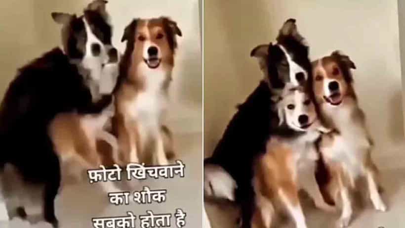 Viral Video: ಕ್ಯಾಮೆರಾ ಕಂಡು ಮನುಷ್ಯರಂತೆಯೇ ಪೋಸ್ ಕೊಟ್ಟ ಶ್ವಾನಗಳು; ವಿಡಿಯೋ ನೋಡಿ