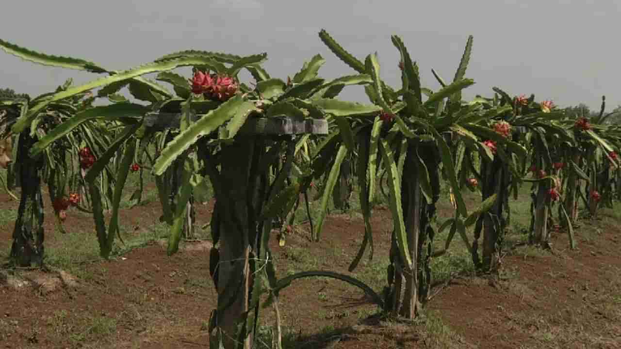 ಬೀದರ್: 1 ಎಕರೆಯಲ್ಲಿ ಭರಪೂರ ಬೆಳೆ; ತರಕಾರಿ ಬೆಳೆದು ನಷ್ಟ ಅನುಭವಿಸಿದ ರೈತನ ಕೈ ಹಿಡಿಯಿತು ಡ್ರ್ಯಾಗನ್ ಫ್ರೂಟ್