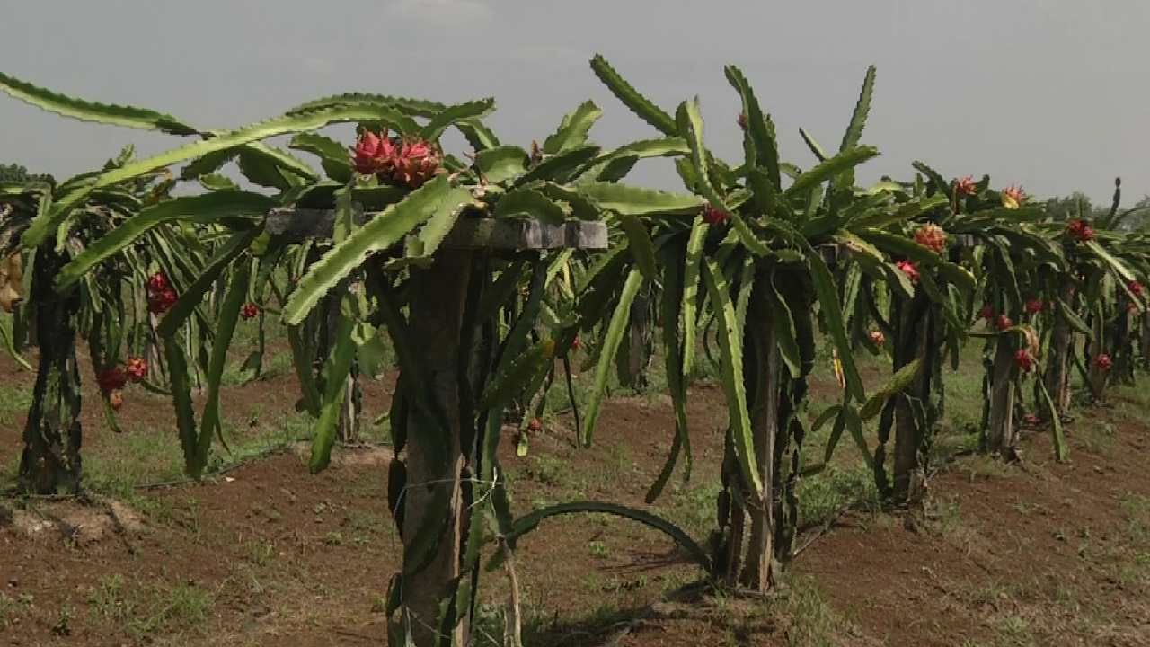 ಬೀದರ್: 1 ಎಕರೆಯಲ್ಲಿ ಭರಪೂರ ಬೆಳೆ; ತರಕಾರಿ ಬೆಳೆದು ನಷ್ಟ ಅನುಭವಿಸಿದ ರೈತನ ಕೈ ಹಿಡಿಯಿತು ಡ್ರ್ಯಾಗನ್ ಫ್ರೂಟ್