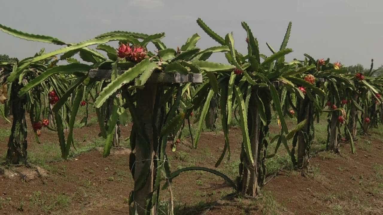 ಬೀದರ್: 1 ಎಕರೆಯಲ್ಲಿ ಭರಪೂರ ಬೆಳೆ; ತರಕಾರಿ ಬೆಳೆದು ನಷ್ಟ ಅನುಭವಿಸಿದ ರೈತನ ಕೈ ಹಿಡಿಯಿತು ಡ್ರ್ಯಾಗನ್ ಫ್ರೂಟ್ ಬೀದರ್: 1 ಎಕರೆಯಲ್ಲಿ ಭರಪೂರ ಬೆಳೆ; ತರಕಾರಿ ಬೆಳೆದು ನಷ್ಟ ಅನುಭವಿಸಿದ ರೈತನ ಕೈ ಹಿಡಿಯಿತು ಡ್ರ್ಯಾಗನ್ ಫ್ರೂಟ್