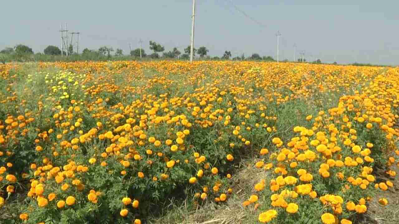 ಬೀದರ್: ದೀಪಾವಳಿ ಹಬ್ಬಕ್ಕೆ ಚೆಂಡು ಹೂವಿಗೆ ಹೆಚ್ಚಿದ ಬೇಡಿಕೆ; ರೈತರ ಮೊಗದಲ್ಲಿ ಮಂದಹಾಸ