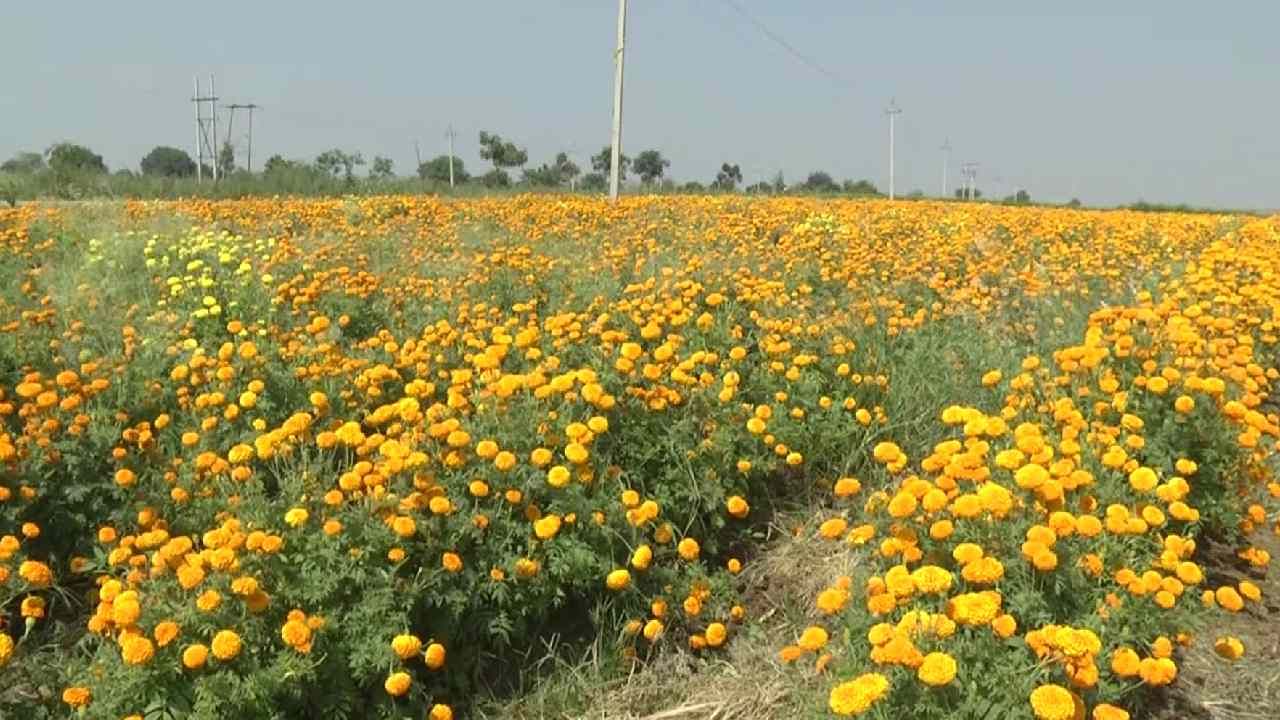 ಬೀದರ್: ದೀಪಾವಳಿ ಹಬ್ಬಕ್ಕೆ ಚೆಂಡು ಹೂವಿಗೆ ಹೆಚ್ಚಿದ ಬೇಡಿಕೆ; ರೈತರ ಮೊಗದಲ್ಲಿ ಮಂದಹಾಸ