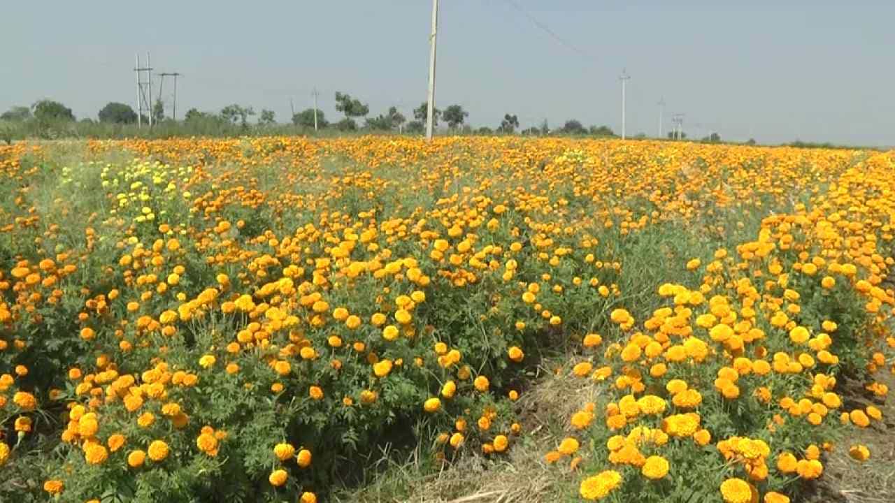 ಬೀದರ್: ದೀಪಾವಳಿ ಹಬ್ಬಕ್ಕೆ ಚೆಂಡು ಹೂವಿಗೆ ಹೆಚ್ಚಿದ ಬೇಡಿಕೆ; ರೈತರ ಮೊಗದಲ್ಲಿ ಮಂದಹಾಸ ಬೀದರ್: ದೀಪಾವಳಿ ಹಬ್ಬಕ್ಕೆ ಚೆಂಡು ಹೂವಿಗೆ ಹೆಚ್ಚಿದ ಬೇಡಿಕೆ; ರೈತರ ಮೊಗದಲ್ಲಿ ಮಂದಹಾಸ