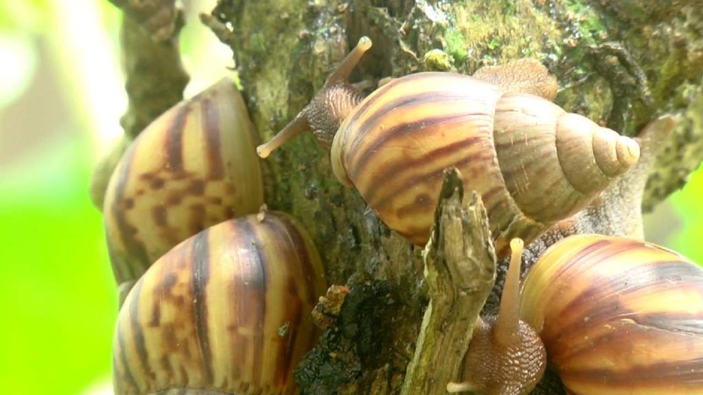 giant african snail