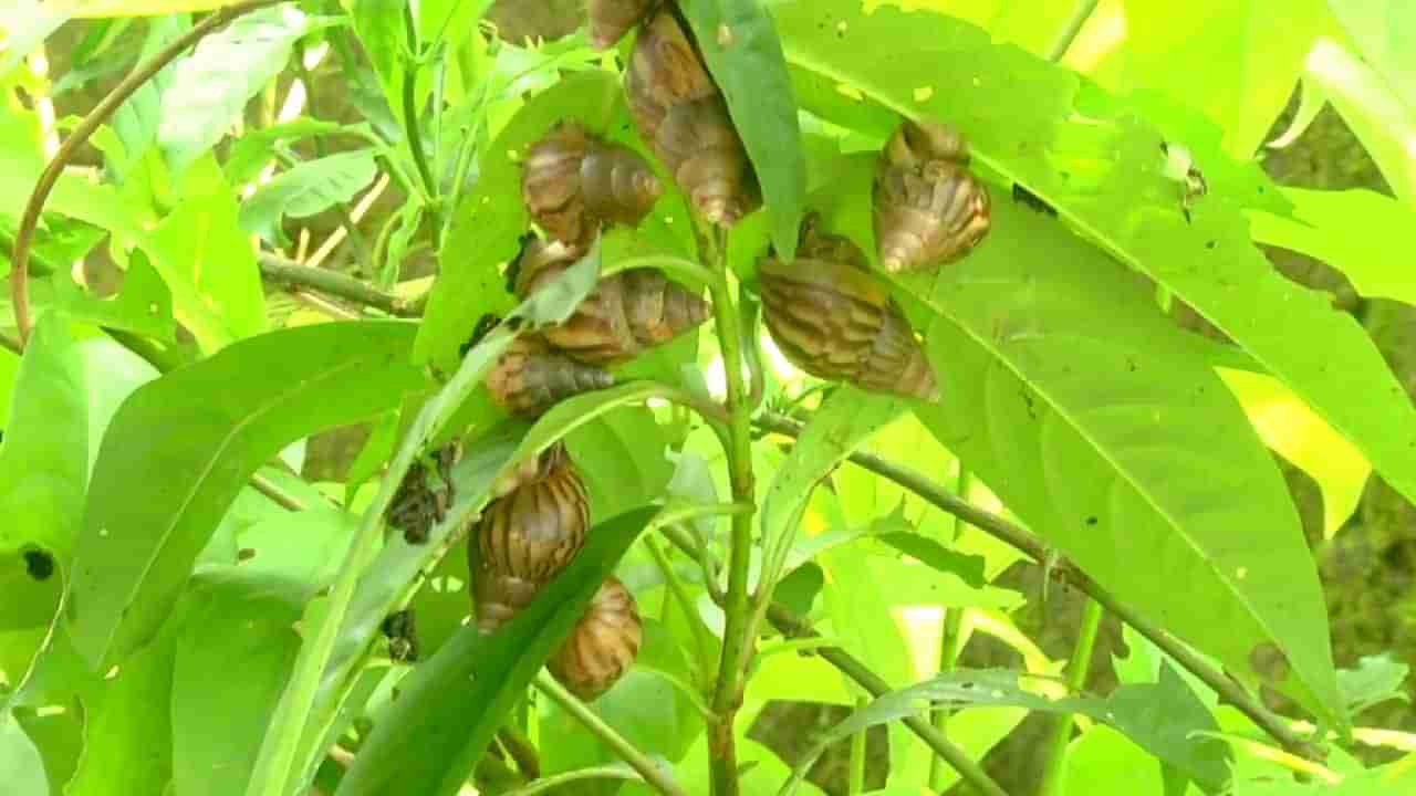 ಉಡುಪಿ: ಶಂಖದ ಹುಳುವಿನ ರಂಪಾಟಕ್ಕೆ ಬೇಸತ್ತ ಸ್ಥಳೀಯರು; ರಾತ್ರಿಯಲ್ಲೇ ಓಡಾಡುತ್ತವೆ ಈ ನಿಶಾಚರಿಗಳು