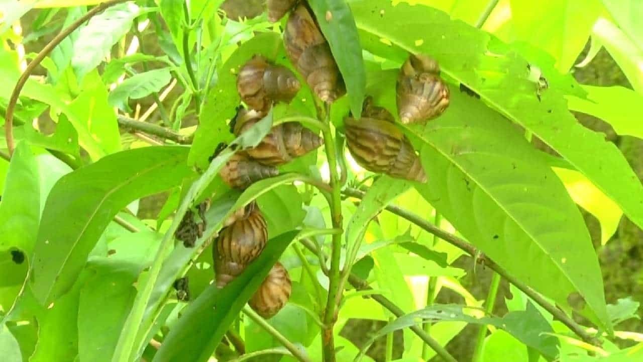 ಉಡುಪಿ: ಶಂಖದ ಹುಳುವಿನ ರಂಪಾಟಕ್ಕೆ ಬೇಸತ್ತ ಸ್ಥಳೀಯರು; ರಾತ್ರಿಯಲ್ಲೇ ಓಡಾಡುತ್ತವೆ ಈ ನಿಶಾಚರಿಗಳು ಉಡುಪಿ: ಶಂಖದ ಹುಳುವಿನ ರಂಪಾಟಕ್ಕೆ ಬೇಸತ್ತ ಸ್ಥಳೀಯರು; ರಾತ್ರಿಯಲ್ಲೇ ಓಡಾಡುತ್ತವೆ ಈ ನಿಶಾಚರಿಗಳು