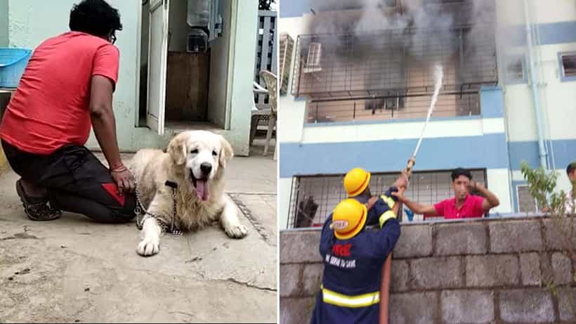 ಅಪಾರ್ಟ್ಮೆಂಟ್ ಜನರ ಜೀವ ಉಳಿಸಿದ ನಾಯಿ! ಮೂಕಪ್ರಾಣಿಯ ಸಮಯಪ್ರಜ್ಞೆಗೆ ಜನ ಬೆರಗು