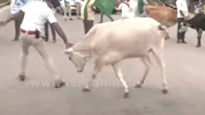 ಮುಷ್ಕರವನ್ನು ನಿಲ್ಲಿಸುವಂತೆ ರೈತರಿಗೆ ಹೇಳಲು ಬಂದ ಪೊಲೀಸಪ್ಪನಿಗೆ ಗೂಳಿ ತಡೆಯುವ ಪ್ರಯತ್ನ ಮಾಡಿದ್ದು!