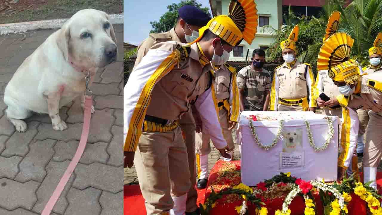 Cisf bomb detective dog 1