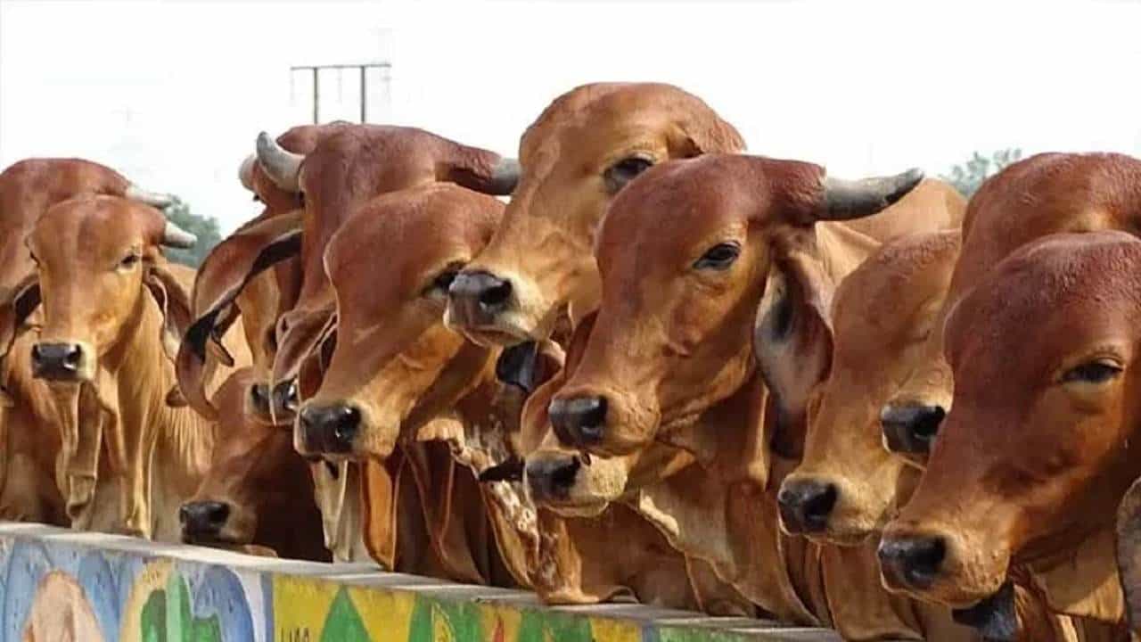 ಉತ್ತರ ಪ್ರದೇಶ ಸರ್ಕಾರದಿಂದ ಹೊಸ ಯೋಜನೆ; ಹಸುಗಳಿಗೆ ಆಂಬುಲೆನ್ಸ್ ಸೇವೆ ಒದಗಿಸಲು ನಿರ್ಧಾರ