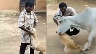 Viral Video: ಅಬ್ಬಬ್ಬಾ! ದೈತ್ಯ ಹೆಬ್ಬಾವಿನ ಎದುರು ಮಲಗಿರುವ ವ್ಯಕ್ತಿ ನೋಡಿ; ವಿಡಿಯೊ ವೈರಲ್​