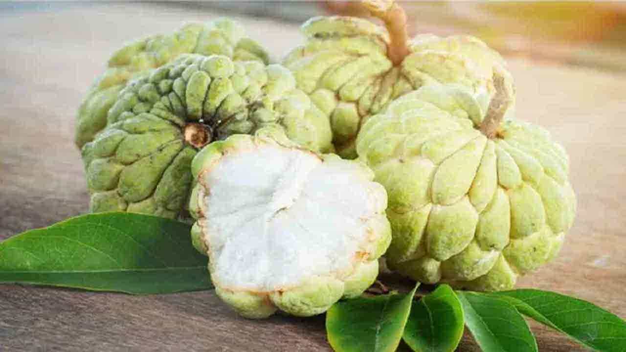 Health Tips: ಸೀತಾಫಲ ಹಣ್ಣು ಆರೋಗ್ಯಕ್ಕೆ ಎಷ್ಟು ಉತ್ತಮ ಗೊತ್ತೇ? Health Tips: ಸೀತಾಫಲ ಹಣ್ಣು ಆರೋಗ್ಯಕ್ಕೆ ಎಷ್ಟು ಉತ್ತಮ ಗೊತ್ತೇ?