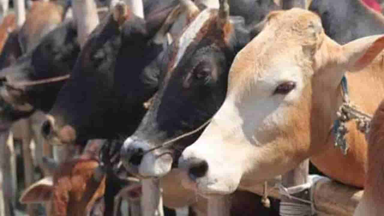 ಉತ್ತರ ಕನ್ನಡದ ಕೆಲ ಗ್ರಾಮಗಳಲ್ಲಿ ಇಂದು ದೀಪಾವಳಿ; ಈ ಹೆಚ್ಚು ಪಾಡ್ಯದ ಹಿನ್ನೆಲೆ ಗೊತ್ತಾ?..ಇಲ್ಲಿ ಗೋವುಗಳೇ ಮುಖ್ಯ