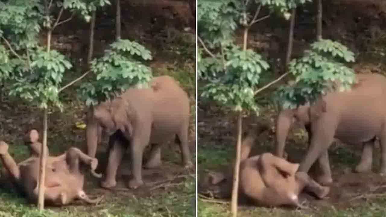 Video: ಸತ್ತ ತನ್ನ ಮರಿಯನ್ನು ಎದ್ದೇಳು ಎಂದು ಎಬ್ಬಿಸುತ್ತಿರುವ ತಾಯಿ ಆನೆ; ಹೃದಯ ಮಿಡಿಯುವ ವಿಡಿಯೊವಿದು Video: ಸತ್ತ ತನ್ನ ಮರಿಯನ್ನು ಎದ್ದೇಳು ಎಂದು ಎಬ್ಬಿಸುತ್ತಿರುವ ತಾಯಿ ಆನೆ; ಹೃದಯ ಮಿಡಿಯುವ ವಿಡಿಯೊವಿದು