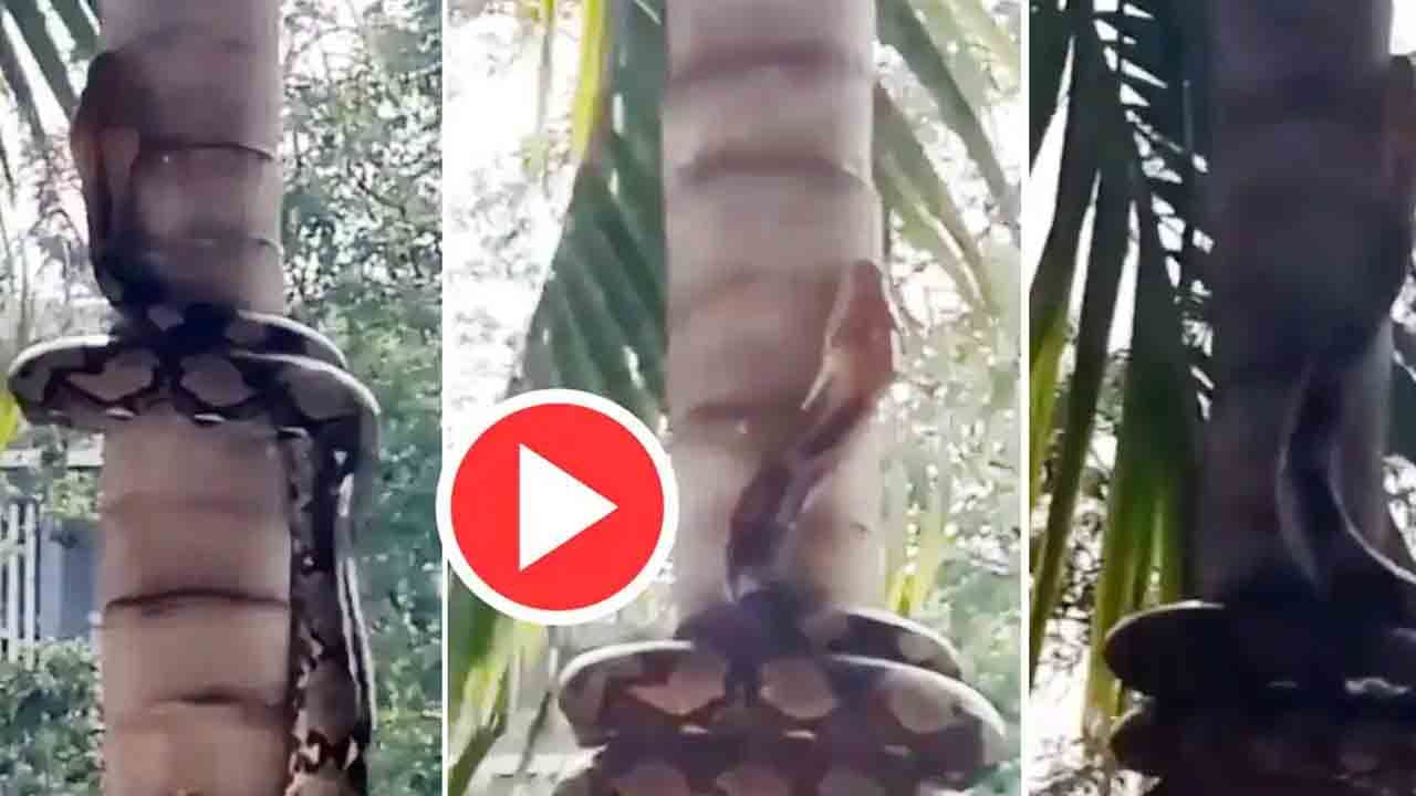 Viral Video: ದೈತ್ಯ ಹೆಬ್ಬಾವು ಮರ ಏರುತ್ತಿರುವ ಭಯಾನಕ ದೃಶ್ಯ ವೈರಲ್; ವಿಡಿಯೊ ನೋಡಿ