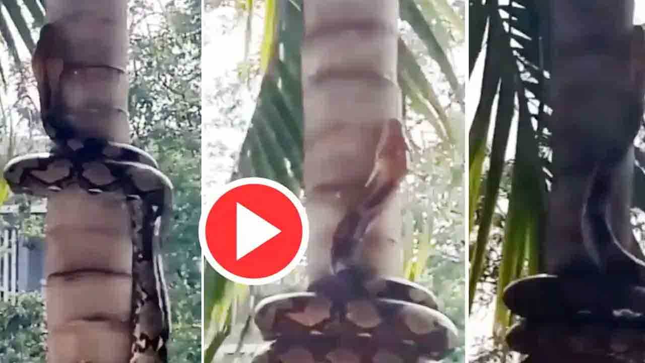 Viral Video: ದೈತ್ಯ ಹೆಬ್ಬಾವು ಮರ ಏರುತ್ತಿರುವ ಭಯಾನಕ ದೃಶ್ಯ ವೈರಲ್; ವಿಡಿಯೊ ನೋಡಿ Viral Video: ದೈತ್ಯ ಹೆಬ್ಬಾವು ಮರ ಏರುತ್ತಿರುವ ಭಯಾನಕ ದೃಶ್ಯ ವೈರಲ್; ವಿಡಿಯೊ ನೋಡಿ