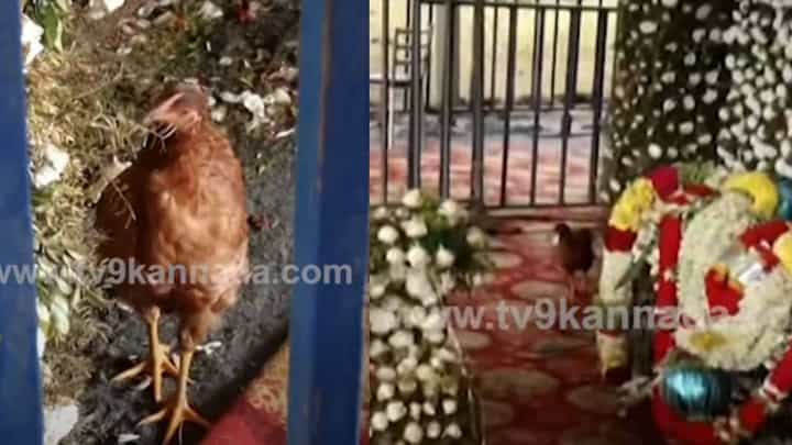 ಅಚ್ಚರಿ ಘಟನೆ! ಪುನೀತ್ ರಾಜ್ಕುಮಾರ್ ಸಮಾಧಿಗೆ ಪ್ರದಕ್ಷಿಣೆ ಹಾಕಿದ ಕೋಳಿ ಅಚ್ಚರಿ ಘಟನೆ! ಪುನೀತ್ ರಾಜ್ಕುಮಾರ್ ಸಮಾಧಿಗೆ ಪ್ರದಕ್ಷಿಣೆ ಹಾಕಿದ ಕೋಳಿ