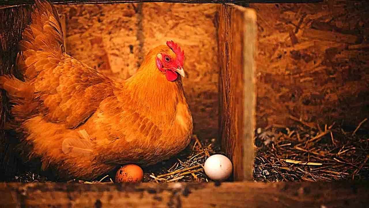 ನೀವು ಕೋಳಿ ಮೊಟ್ಟೆ ಬಳಸಿರಬಹುದು. ಎಗ್ ಆಮ್ಲೆಟ್, ಎಗ್ ಬುರ್ಜಿ, ಎಗ್ ಮಸಾಲ, ಬೇಯಿಸಿದ ಮೊಟ್ಟೆ, ಹಸಿ ಮೊಟ್ಟೆ ಹೀಗೆ ವಿವಿಧ ಆಹಾರ ಪದಾರ್ಥವನ್ನೂ ಸೇವಿಸಿರಬಹುದು. ಮೊಟ್ಟೆ ತಿನ್ನಲು ಹತ್ತಾರು ಪದಾರ್ಥಗಳಿವೆ. ಕೋಳಿ, ಮೀನು ಮುಂತಾದ ನಾನ್ ವೆಜ್ ಆಹಾರ ತಿನ್ನದವರೂ ಮೊಟ್ಟೆ ತಿನ್ನುವುದು ಇರುತ್ತದೆ. ಡಯಟ್, ಫಿಟ್ನೆಸ್ ಅಷ್ಟೇ ಅಲ್ಲದೆ ಆರೋಗ್ಯಕರ ಆಹಾರವಾಗಿಯೂ ಮೊಟ್ಟೆ ಉಪಯುಕ್ತ. ಅದೇ ಕಾರಣಕ್ಕೆ ಮೊಟ್ಟೆ ಬಹಳ ಅಚ್ಚುಮೆಚ್ಚಿನ ಆಹಾರ. ಆದರೆ, ಕೋಳಿಯೊಂದು ವರ್ಷಕ್ಕೆ ಎಷ್ಟು ಮೊಟ್ಟೆ ಇಡುತ್ತದೆ? ನಿಮಗೆ ಗೊತ್ತೇ?
