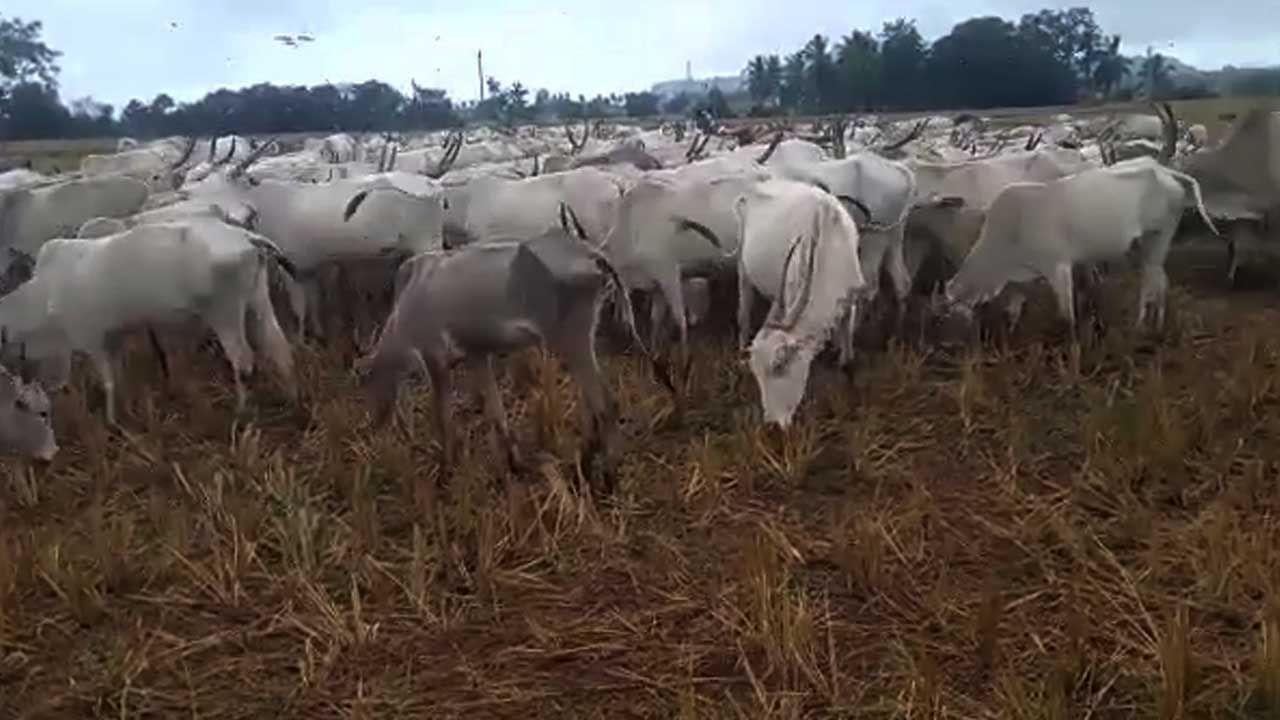 ಅಕಾಲಿಕ ಮಳೆಗೆ ಮೂಕ ಪ್ರಾಣಿಗಳ ರೋಧನೆ; ಮೂರು ದಿನಗಳಿಂದ ನಡುಗಡ್ಡೆಯಲ್ಲಿ ಸಿಲುಕಿರುವ ಗೋವುಗಳು