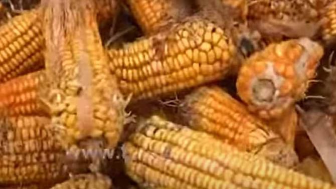 ಬೆಳಗಾವಿ ಜಿಲ್ಲೆಯಲ್ಲಿ ಮಳೆಯಿಂದ ಬೆಳೆ ಸರ್ವನಾಶವಾದರೂ ಕೃಷಿ ಅಧಿಕಾರಿಗಳು ರೈತರ ಬವಣೆ ವಿಚಾರಿಸುವ ಗೋಜಿಗೆ ಹೋಗಿಲ್ಲ ಬೆಳಗಾವಿ ಜಿಲ್ಲೆಯಲ್ಲಿ ಮಳೆಯಿಂದ ಬೆಳೆ ಸರ್ವನಾಶವಾದರೂ ಕೃಷಿ ಅಧಿಕಾರಿಗಳು ರೈತರ ಬವಣೆ ವಿಚಾರಿಸುವ ಗೋಜಿಗೆ ಹೋಗಿಲ್ಲ