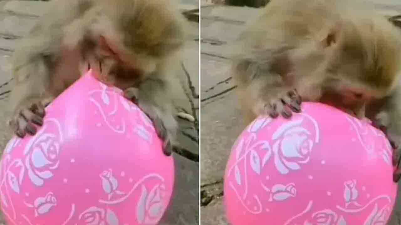 Viral Video: ಬಲೂನ್ ಆಟವಾಡುತ್ತಿದ್ದ ಕೋತಿ; ಮುಂದೇನಾಯ್ತು? ತಮಾಷೆ ವಿಡಿಯೊ ನೋಡಿ Viral Video: ಬಲೂನ್ ಆಟವಾಡುತ್ತಿದ್ದ ಕೋತಿ; ಮುಂದೇನಾಯ್ತು? ತಮಾಷೆ ವಿಡಿಯೊ ನೋಡಿ