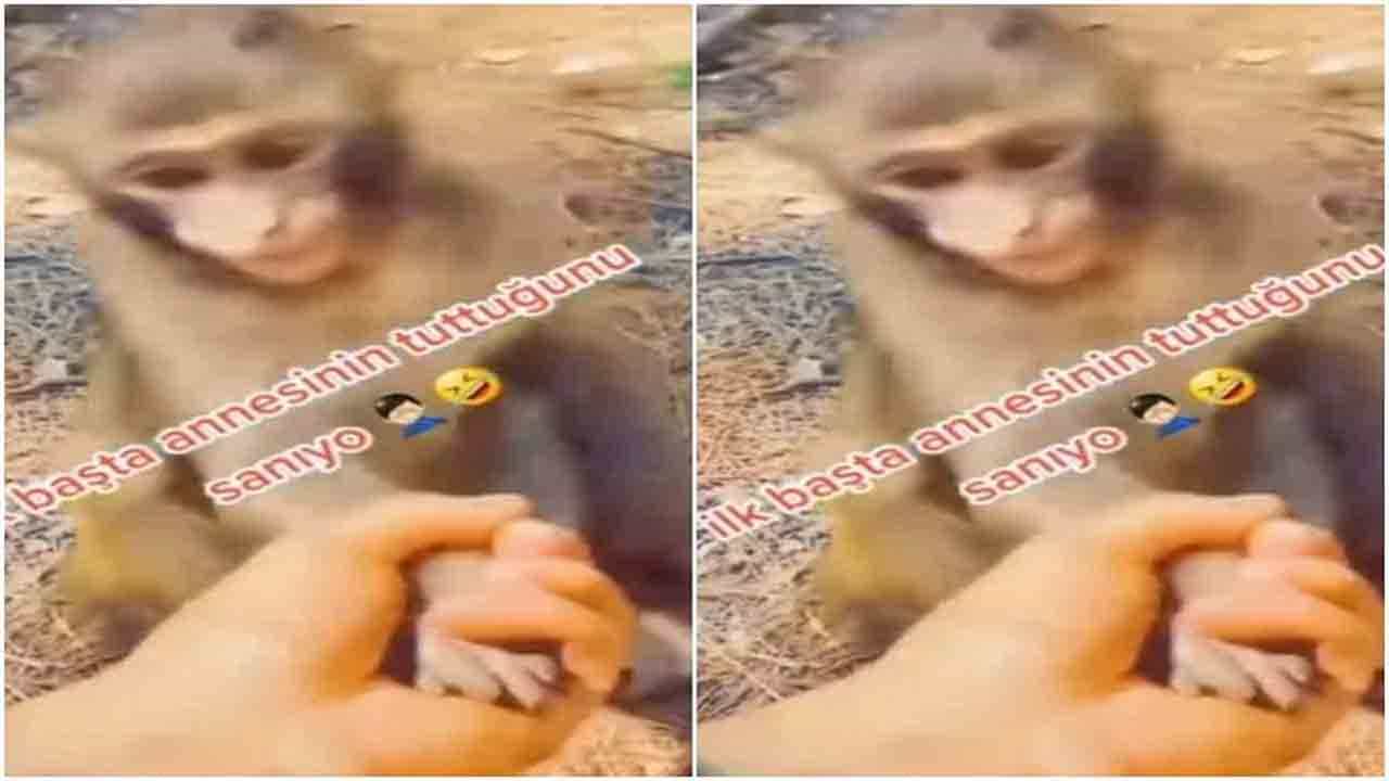 Viral Video: ಓಡಿ ಹೋಗದಂತೆ ಕೋತಿಯನ್ನು ಹಿಡಿದು ನಿಂತ ವ್ಯಕ್ತಿಗೆ ಏನಾಯ್ತು ನೋಡಿ; ವಿಡಿಯೊ ವೈರಲ್ Viral Video: ಓಡಿ ಹೋಗದಂತೆ ಕೋತಿಯನ್ನು ಹಿಡಿದು ನಿಂತ ವ್ಯಕ್ತಿಗೆ ಏನಾಯ್ತು ನೋಡಿ; ವಿಡಿಯೊ ವೈರಲ್