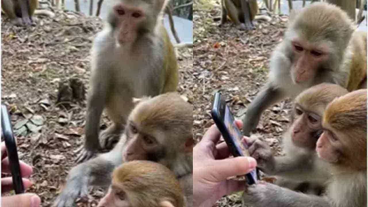 Viral Video: ಮೊಬೈಲ್ನಲ್ಲಿ ವಿಡಿಯೊ ನೋಡ್ತಾ ಕುಳಿತಿದ್ದ ಮೂರು ಕೋತಿಗಳ ರಿಯಾಕ್ಷನ್ ವೈರಲ್; ವಿಡಿಯೊ ಮಜವಾಗಿದೆ ನೋಡಿ Viral Video: ಮೊಬೈಲ್ನಲ್ಲಿ ವಿಡಿಯೊ ನೋಡ್ತಾ ಕುಳಿತಿದ್ದ ಮೂರು ಕೋತಿಗಳ ರಿಯಾಕ್ಷನ್ ವೈರಲ್; ವಿಡಿಯೊ ಮಜವಾಗಿದೆ ನೋಡಿ