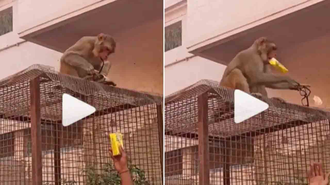 Viral Video: ಫ್ರೂಟಿ ಜ್ಯೂಸ್ ನೋಡಿ ಆಸೆ ಪಟ್ಟು ಕನ್ನಡಕ ಹಿಂದಿರುಗಿಸಿದ ಕೋತಿಯ ವಿಡಿಯೊ ಫುಲ್ ವೈರಲ್ Viral Video: ಫ್ರೂಟಿ ಜ್ಯೂಸ್ ನೋಡಿ ಆಸೆ ಪಟ್ಟು ಕನ್ನಡಕ ಹಿಂದಿರುಗಿಸಿದ ಕೋತಿಯ ವಿಡಿಯೊ ಫುಲ್ ವೈರಲ್