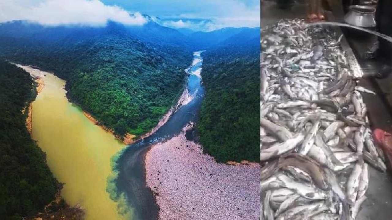 Kameng River: ನಿಗೂಢವಾಗಿ ಕಪ್ಪು ಬಣ್ಣಕ್ಕೆ ತಿರುಗಿದ ಕಮೆಂಗ್ ನದಿ; ಸಾವಿರಾರು ಮೀನುಗಳು ಸಾವು