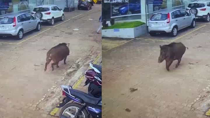 ಕಾರ್ ಷೋರೂಂ ಆವರಣದೊಳಗೆ ನುಗ್ಗಿದ ಕಾಡು ಹಂದಿಯ ಸ್ಪೀಡ್ ನೋಡಿ! ಕಾರ್ ಷೋರೂಂ ಆವರಣದೊಳಗೆ ನುಗ್ಗಿದ ಕಾಡು ಹಂದಿಯ ಸ್ಪೀಡ್ ನೋಡಿ!