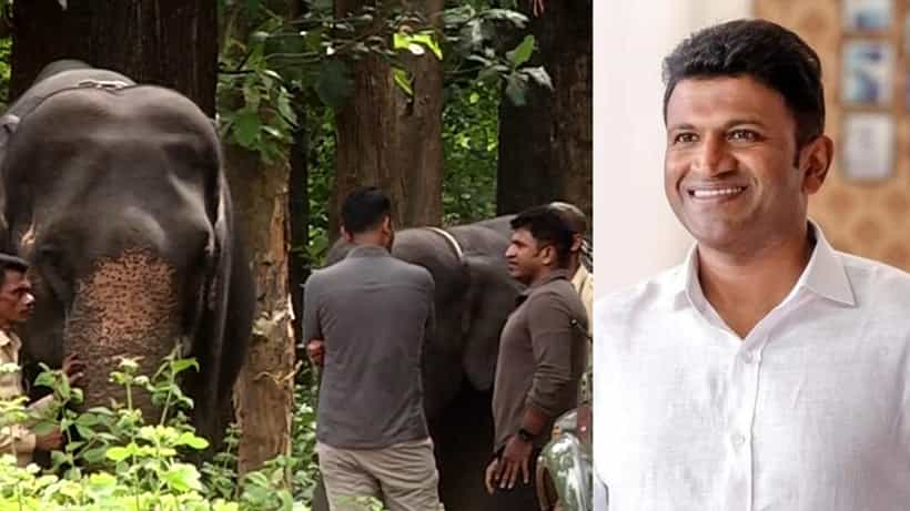 ಸಕ್ರೆಬೈಲು ಆನೆ ಮರಿಗೆ ಪುನೀತ್ ಹೆಸರು; ವನ್ಯಜೀವಿಗಳ ಬಗ್ಗೆ ಅಪ್ಪುಗೆ ಇತ್ತು ವಿಶೇಷ ಕಾಳಜಿ