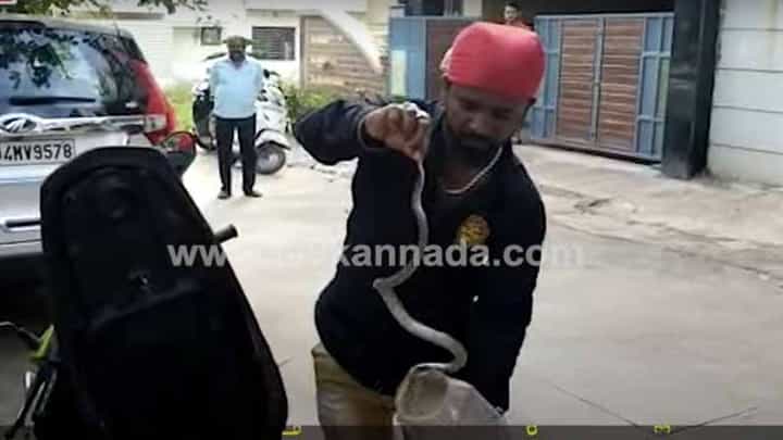 ಸ್ಕೂಟರಿನ ಡಿಕ್ಕಿಯಲ್ಲಿ ಪವಡಿಸಿದ್ದ ನಾಗರ ಹಾವನ್ನು ಹಿಡಿದ ಉರಗ ತಜ್ಞ; ಆಮೇಲೇನಾಯ್ತು? ಸ್ಕೂಟರಿನ ಡಿಕ್ಕಿಯಲ್ಲಿ ಪವಡಿಸಿದ್ದ ನಾಗರ ಹಾವನ್ನು ಹಿಡಿದ ಉರಗ ತಜ್ಞ; ಆಮೇಲೇನಾಯ್ತು?