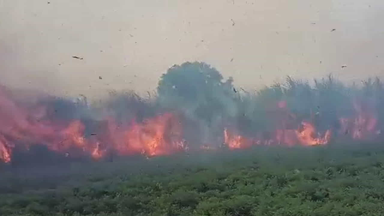 ಗದಗ: 10 ಎಕರೆ ಪ್ರದೇಶದಲ್ಲಿ ಬೆಳೆದಿದ್ದ ಕಬ್ಬು ಬೆಂಕಿಗಾಹುತಿ; ಅಧಿಕಾರಿಗಳ ವಿರುದ್ಧ ರೈತ ಕುಟುಂಬ ಆಕ್ರೋಶ ಗದಗ: 10 ಎಕರೆ ಪ್ರದೇಶದಲ್ಲಿ ಬೆಳೆದಿದ್ದ ಕಬ್ಬು ಬೆಂಕಿಗಾಹುತಿ; ಅಧಿಕಾರಿಗಳ ವಿರುದ್ಧ ರೈತ ಕುಟುಂಬ ಆಕ್ರೋಶ